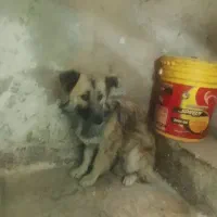 پت خونگی