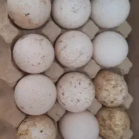 فروش