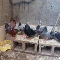 کبوتر پلاکی و رنگی