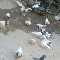 چندعددکفرت درجه یک