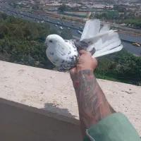 کفتر تهران***