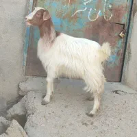 بزغاله ماده