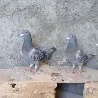 جفت پلاکی
