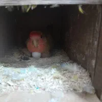 یک جفت طوطی مولد با جوجه