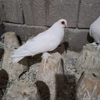 قرمز گوز ارکح کفتر