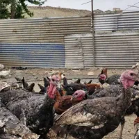 بوقلمون 5 ماهه