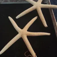 اکسسوری گوشواره ستاره دریایی