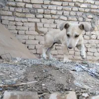 توله پا کوتاه