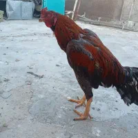لاری