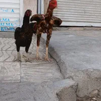 لاری افغان