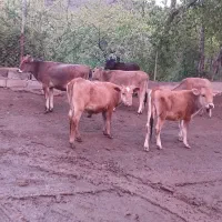 گوساله ماده