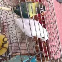طوطی برزیلی نره آبیه سفید مادس