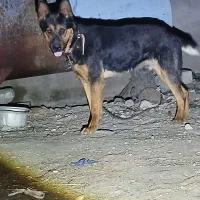 روتوایلر جوان دوساله نر