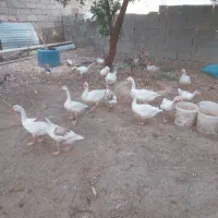 فروش غاز محلی