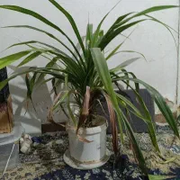گل ذرتی|گل و گیاه طبیعی|شیراز, شهرک مطهری|دیوار