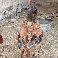 ماکیان نسل دار