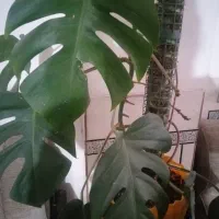 برگ انجیری