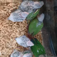 خریدارهمه نوع  طوطی  گیرینچیک راهب خورشیدی وغیره