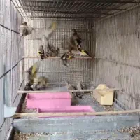 جوجه سهره نر عالی دون آب خورده ،منطقه مراغه