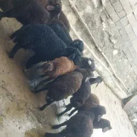 بره نر و ماده دشتی