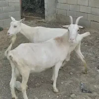 بز سانن شیرده درشت و اصیل