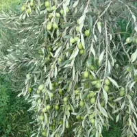 سنجد. زیتون. انار. آلوچه.د