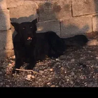 واگذاری ماده سگ مشگین شهر