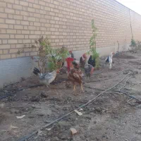 مرغ تخم گذار نژاد گل پایگانی