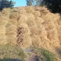 یونجه(قارا یونجه)