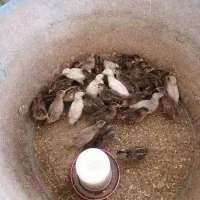 جوجه شاخدار،اردک و تخم نطفه دار اردک شاخدارومرغ