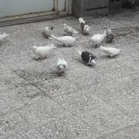 کبوتر