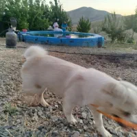 سگ پیدا شده