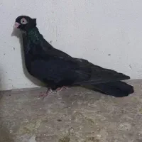 کبوتر صرب ماده