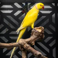 ملنگو همه رنگ شاه طوطی دستی سخنگو جفت مولد اقساط