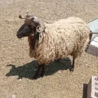 بره نر
