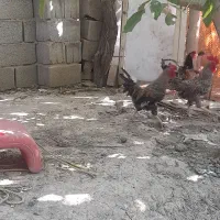 دو عدد خروس مرغگیر