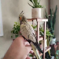 ۲عدد جوجه عروس هلندی