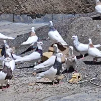 فروش کبوتر طوقی،، همه باهم