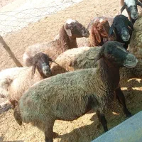 ۲۰ راس میش سنگسری