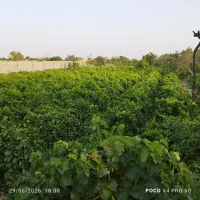 باغ انگوری و استخر همراه با ساختمان تکمیل