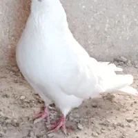 سایر|پرنده|ملکان, |دیوار