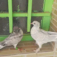 کبوتر سرور