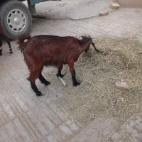 کره|حیوانات مزرعه|کرمان, |دیوار