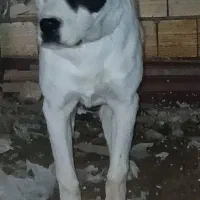 میکس گریدین