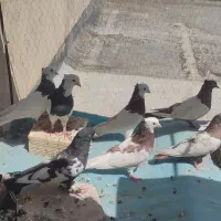 کفتر