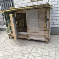 قفس با یدونه بلدرچین کوهی