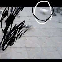 باخت دادم