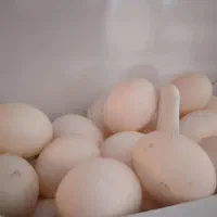 تخم کبوتر