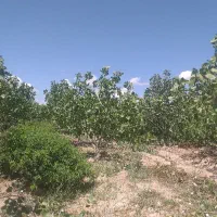 چوب تازه وخشک