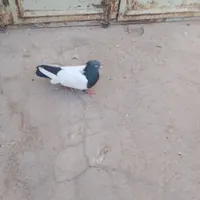 کفتر سینی گمشده